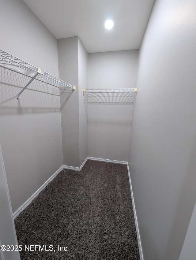 spacious closet featuring carpet floors