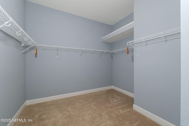 spacious closet featuring carpet