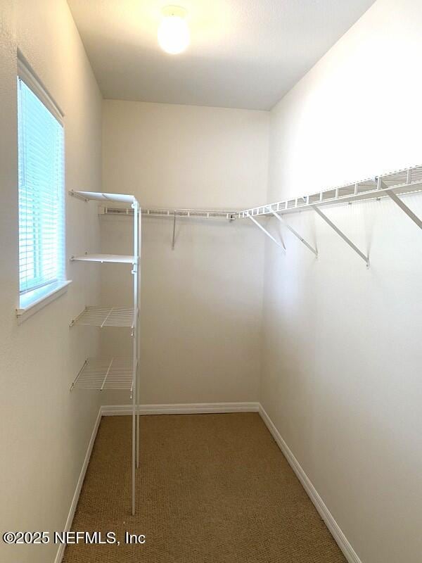 walk in closet featuring carpet floors