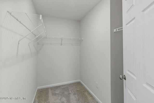 walk in closet featuring carpet flooring