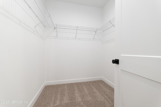 walk in closet with carpet floors