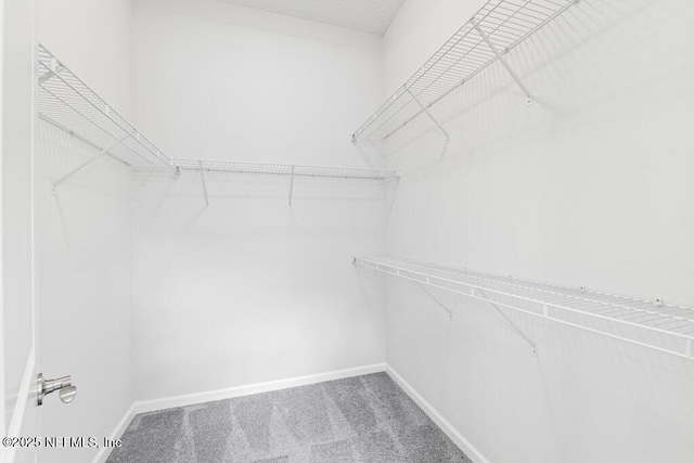 walk in closet with carpet floors