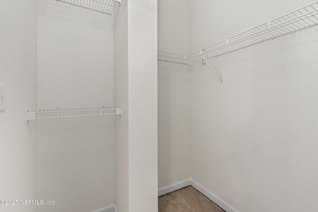 walk in closet featuring carpet floors