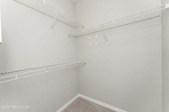 walk in closet with carpet flooring