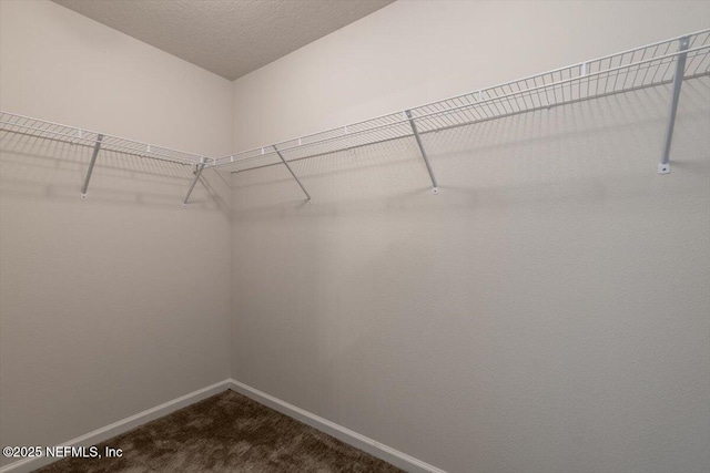 walk in closet featuring carpet floors