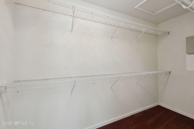 walk in closet featuring carpet floors