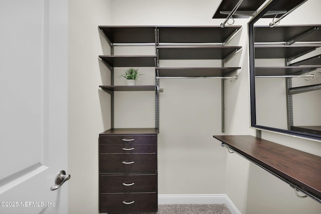 spacious closet featuring carpet flooring