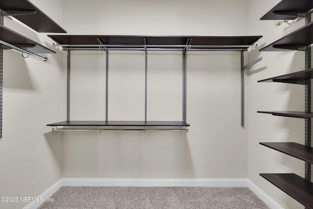 spacious closet featuring carpet flooring