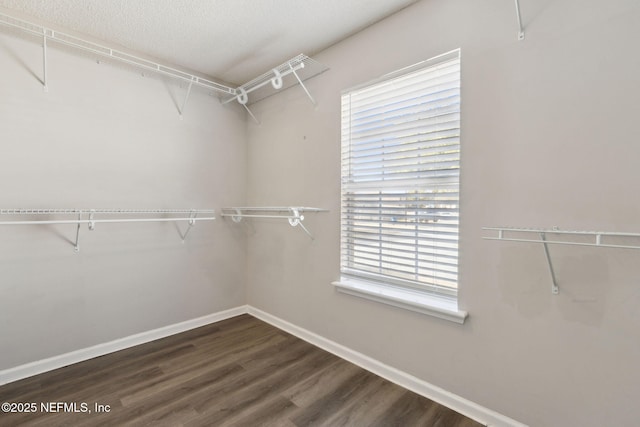 spacious closet with dark hardwood / wood-style flooring