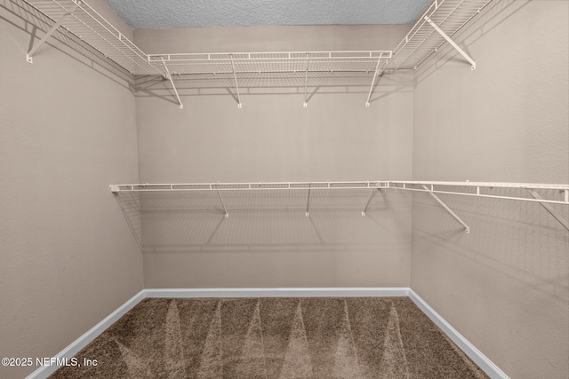 spacious closet featuring carpet floors