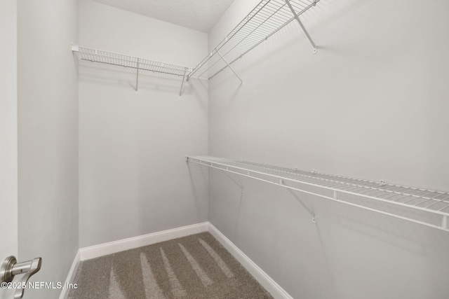 walk in closet with carpet floors