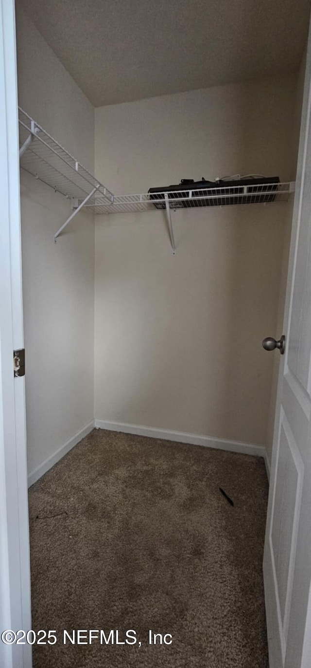 walk in closet with carpet floors