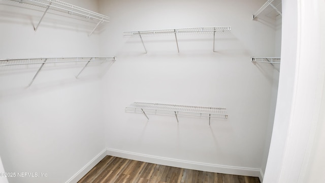 spacious closet featuring dark hardwood / wood-style floors