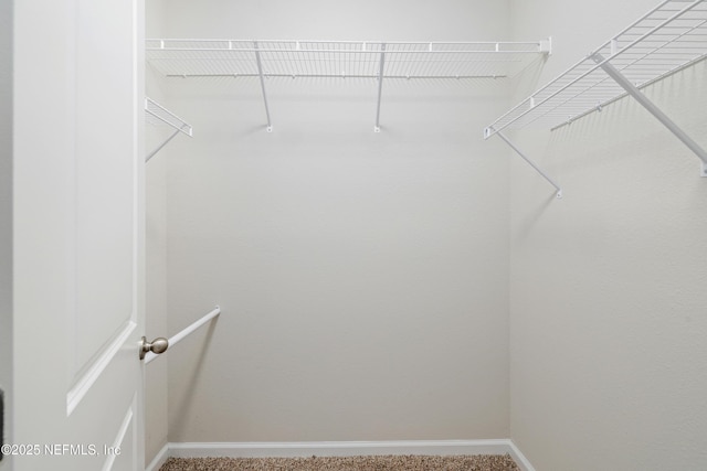 walk in closet featuring carpet floors