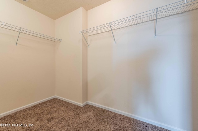 spacious closet featuring carpet