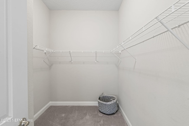 spacious closet featuring carpet flooring