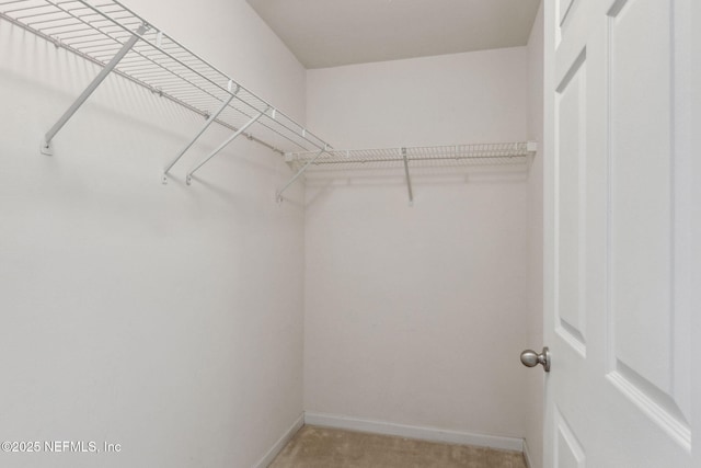 walk in closet featuring carpet floors