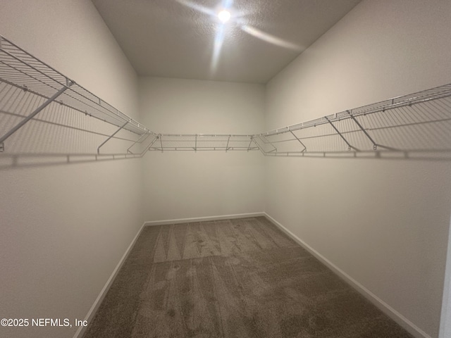 walk in closet with carpet flooring