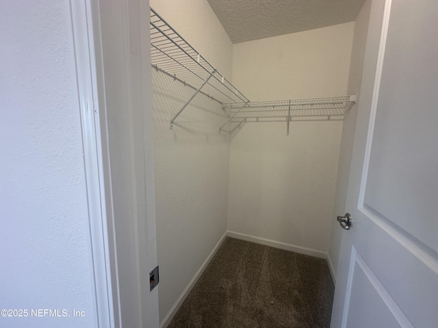 walk in closet featuring carpet flooring