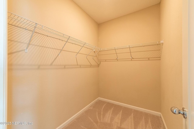 spacious closet featuring carpet floors