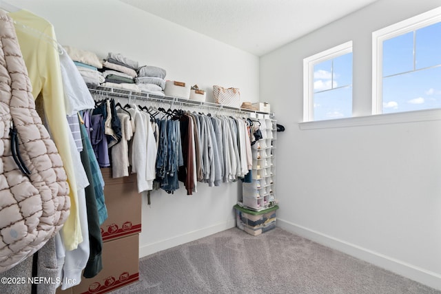 spacious closet featuring carpet