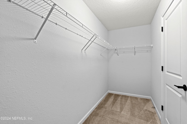 spacious closet featuring carpet floors