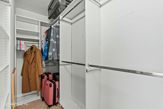 spacious closet featuring carpet