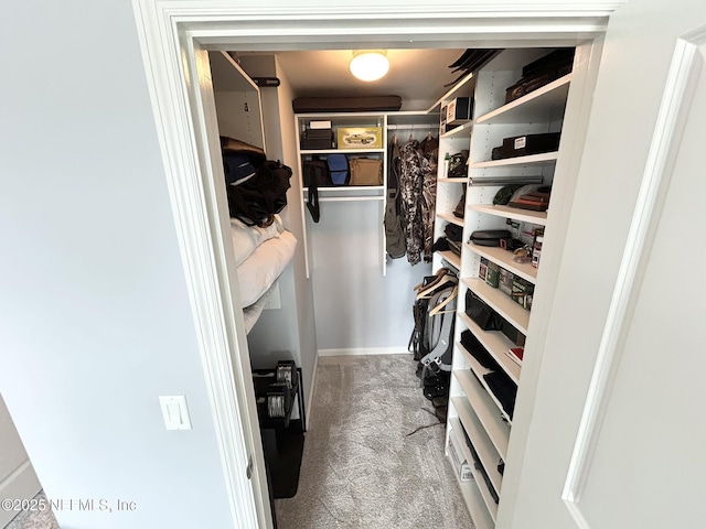 spacious closet featuring carpet