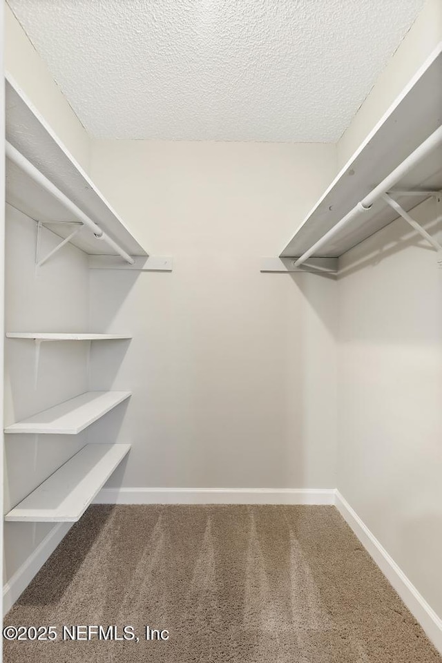 walk in closet featuring carpet floors