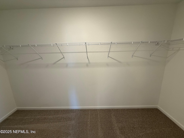 walk in closet featuring carpet floors