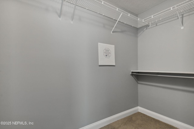 walk in closet featuring carpet flooring