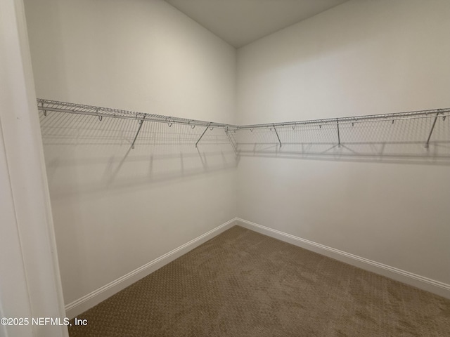 spacious closet featuring carpet floors