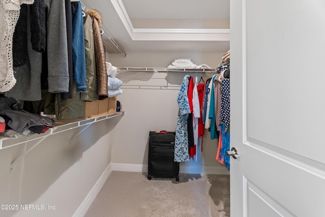 walk in closet with carpet flooring