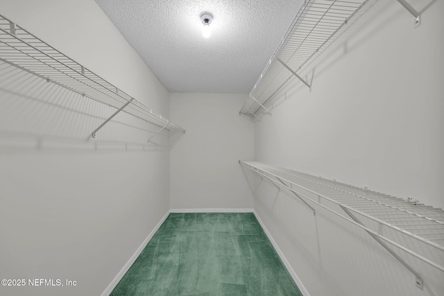 walk in closet featuring carpet floors