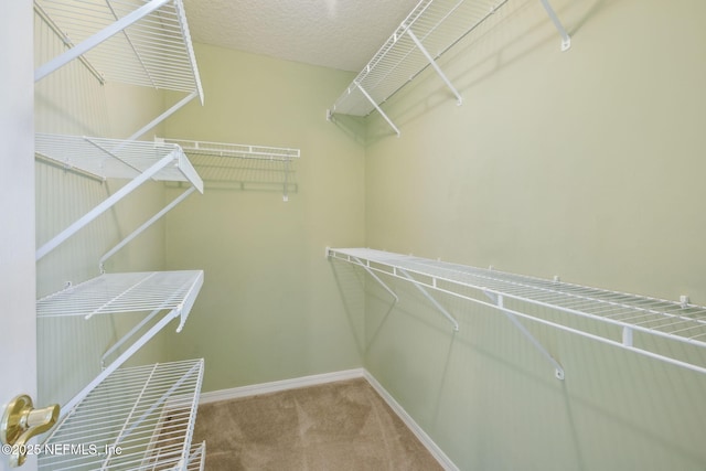 walk in closet featuring carpet flooring