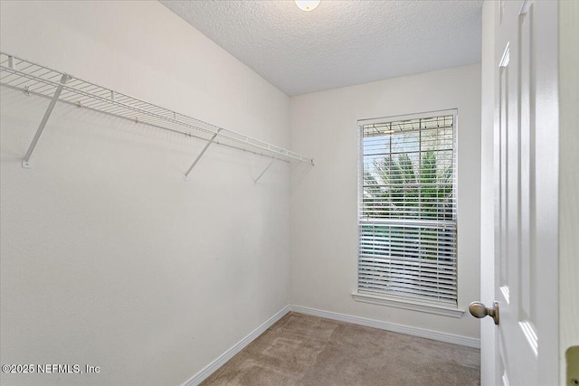 walk in closet featuring carpet