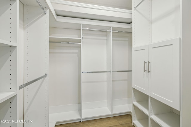 427 Ladyslipper Dr, Saint Johns, FL 32259 - walk in closet featuring light wood-style floors