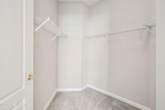 walk in closet featuring carpet flooring