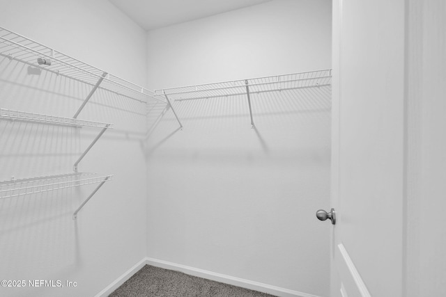 spacious closet featuring carpet floors