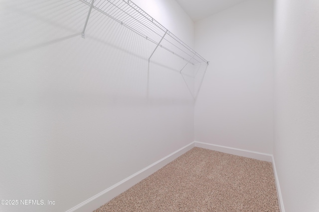 walk in closet with carpet flooring