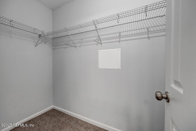 walk in closet featuring carpet flooring