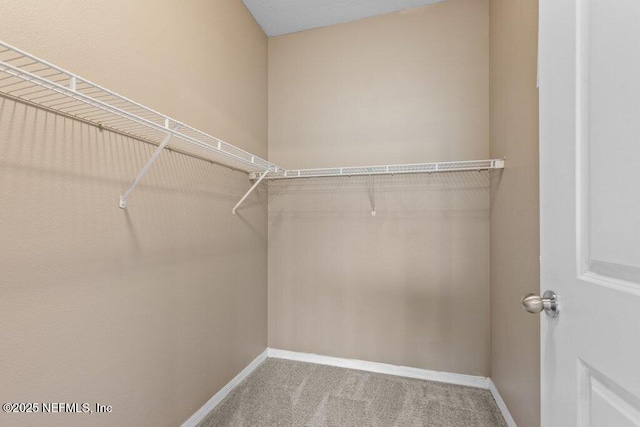 walk in closet featuring carpet flooring