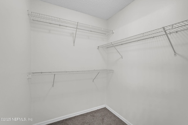 walk in closet with carpet floors