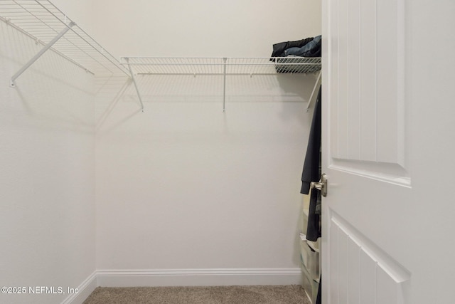 spacious closet featuring carpet flooring