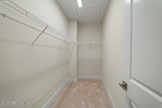 walk in closet with carpet floors and attic access