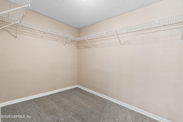 walk in closet featuring carpet floors