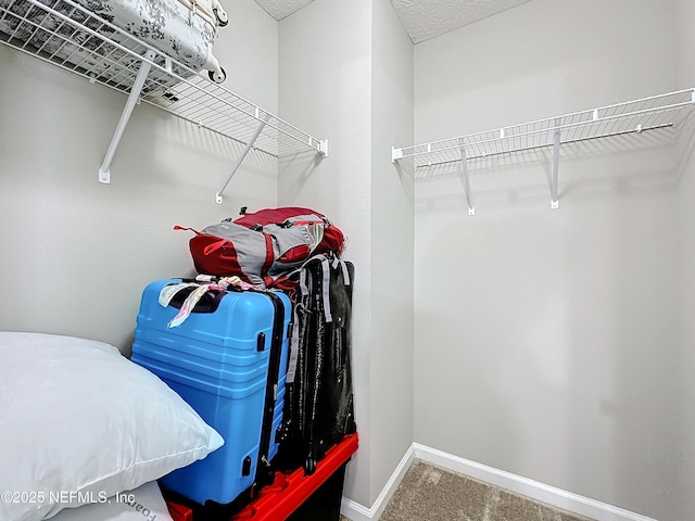 walk in closet featuring carpet flooring