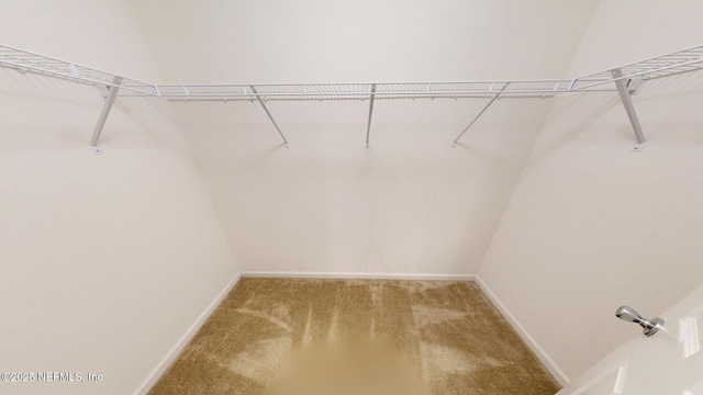 walk in closet with carpet flooring