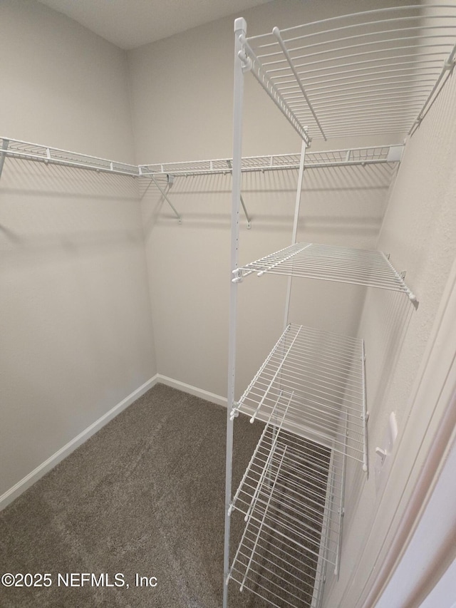 walk in closet featuring carpet flooring