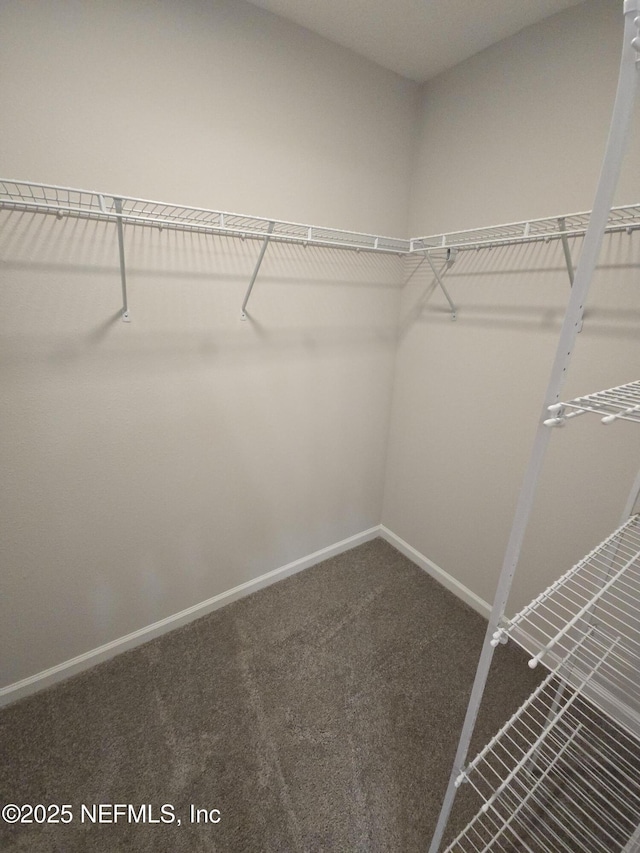 walk in closet with carpet floors